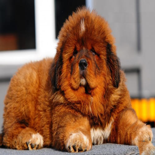 Most Expensive Dog Breed that Will Surprise You