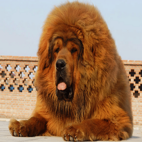 Most Expensive Dog Breed that Will Surprise You