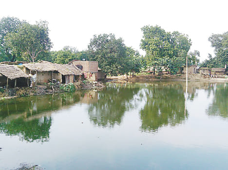 Himpur toxic pond water, fish Mrin
