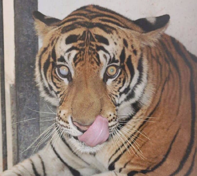 Attack of the tigress in Gumanpur Gauri Devi