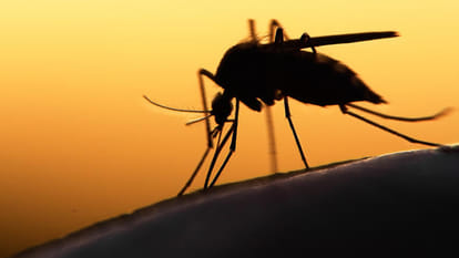 billions of people in Asia and Africa could be at risk of Zika infection