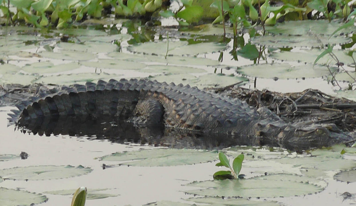 Place fish Alligator trapped