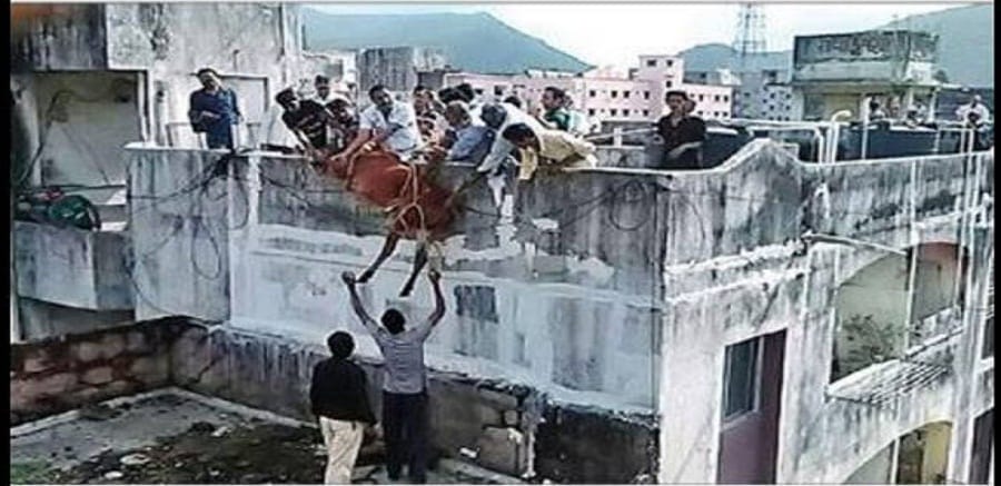  Bull rescued from 3rd floor of Junagadh building