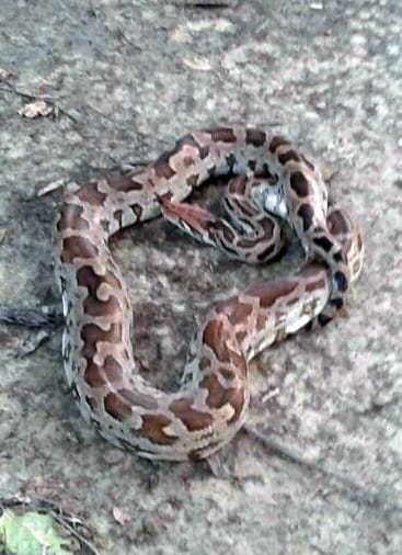  python in DGP office.