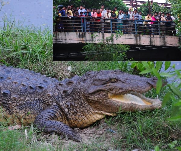 Crocodile behind DGP office in Lucknow.