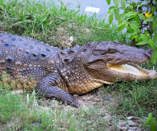 crocodile found near dgp and cm house in lucknow