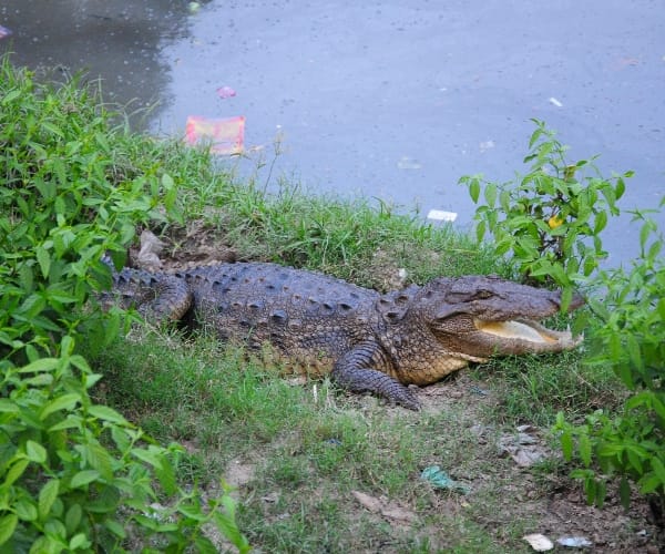  Crocodile attack on villagers in Bahraich.
