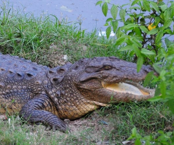 Crocodile pulled the young man into the river