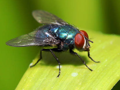 danger of fruit fly coming from Spain and Netherlands in Himachal