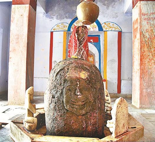 5000 half year old pit Kedia