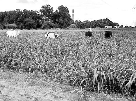 Stray animals are destroying crops