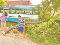 bus struck, against the tree, 15 injured, karnal