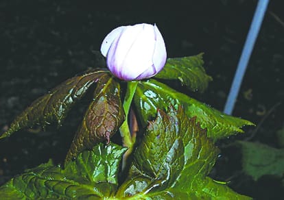 Anti-cancer ends vegetations