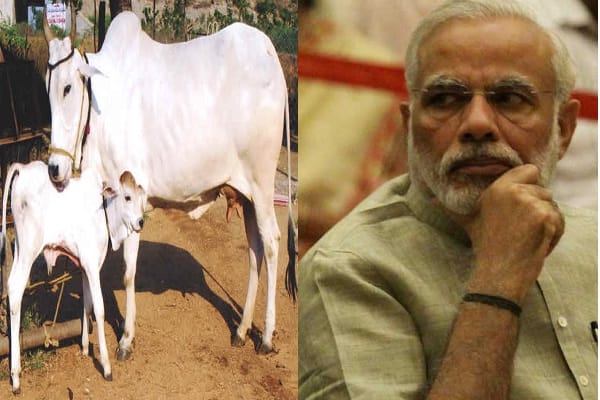 Punjab BJP strand Cow Service Cell