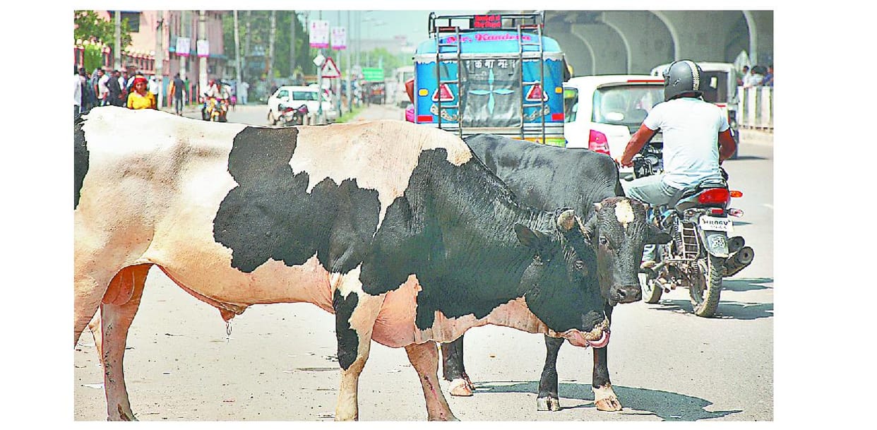 street cow, problum, panipat