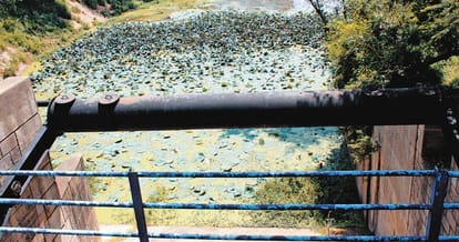 sukhna lake chandigarh conditions and current scenerio review