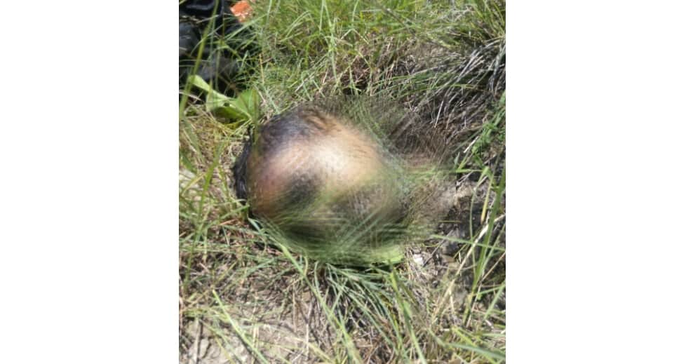 Missing JBT Teacher Dead Body recovered at kullu.