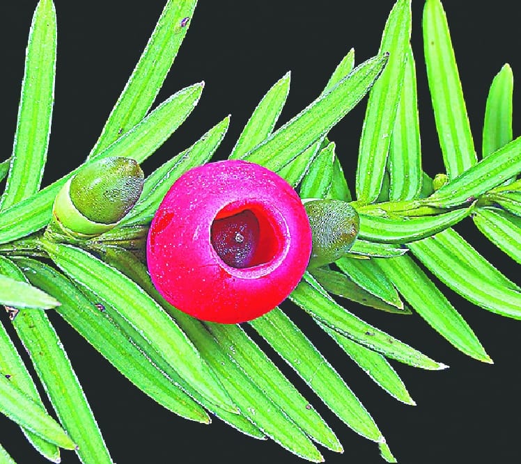 Anti-cancer ends vegetations