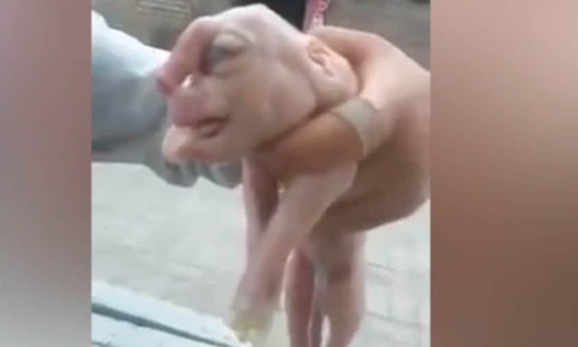 weird face piglet found in china