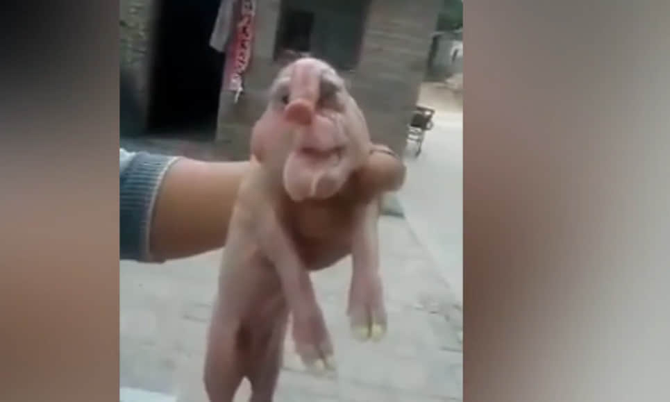 weird face piglet found in china