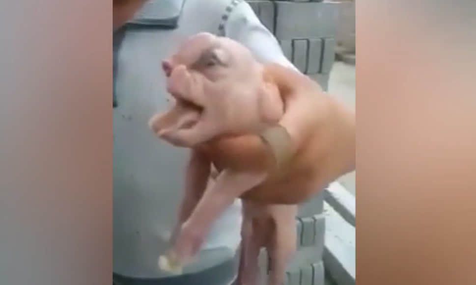 weird face piglet found in china