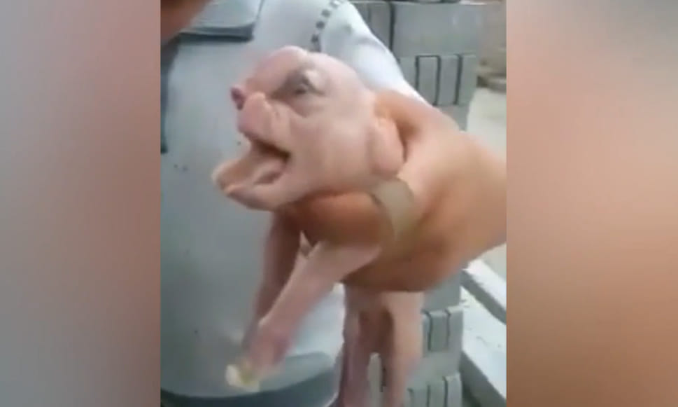 weird face piglet found in china