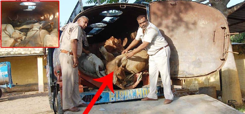 animals freed by administration in gurgaon carrying in oil tanker