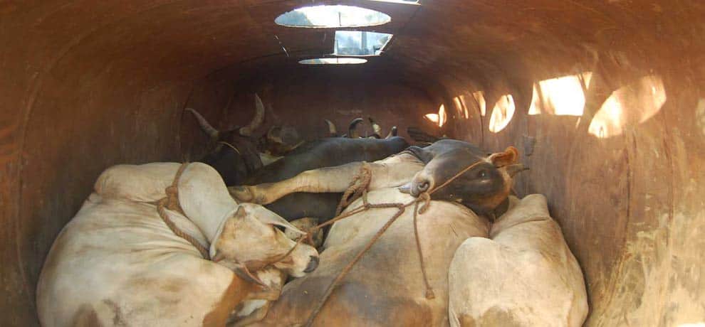 animals freed by administration in gurgaon carrying in oil tanker