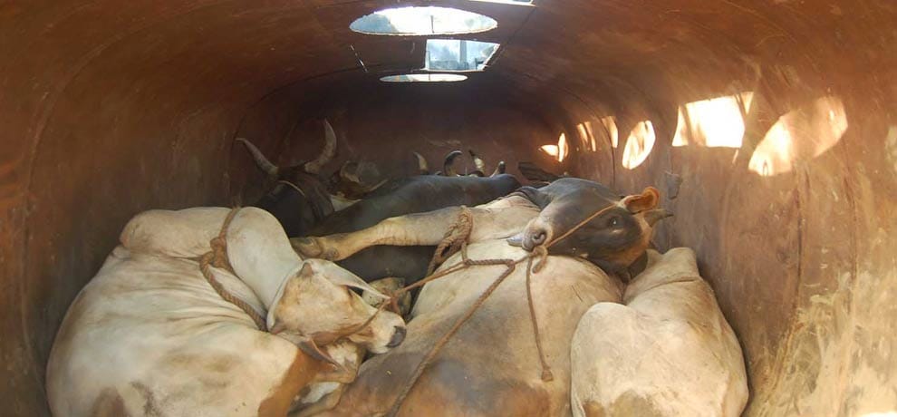 animals freed by administration in gurgaon carrying in oil tanker
