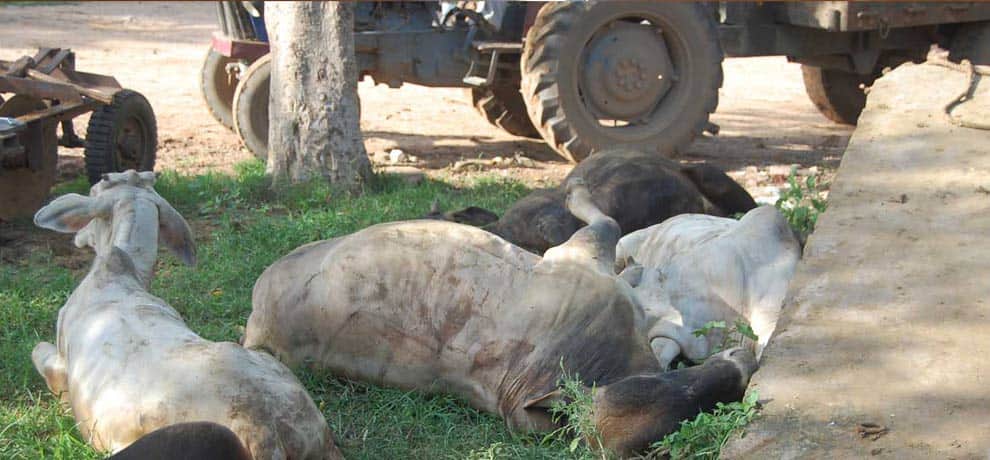 animals freed by administration in gurgaon carrying in oil tanker