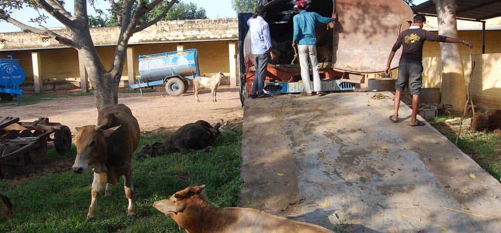 animals freed by administration in gurgaon carrying in oil tanker