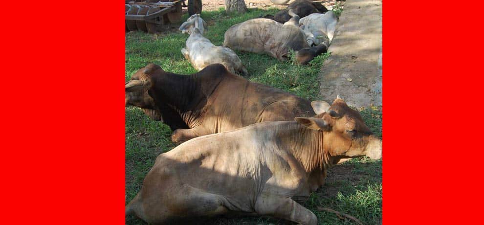 animals freed by administration in gurgaon carrying in oil tanker