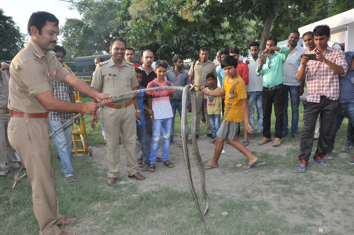 bolero turned into snakes