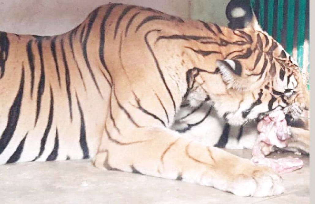 Tiger ate Nilgai