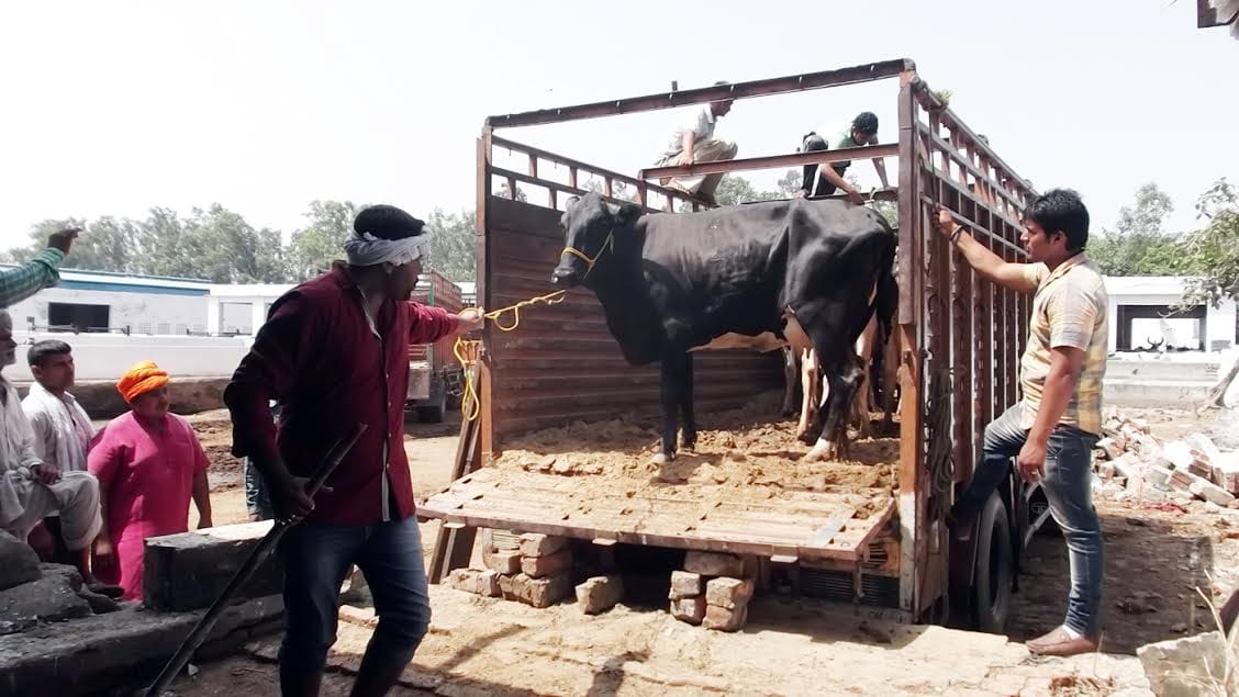 cow smuggling in sonipat, 57 cows was loaded in canter like junk things