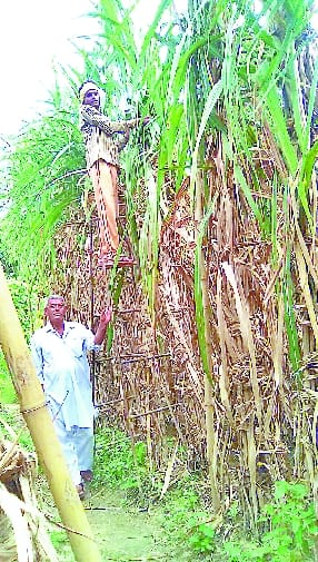 Indonesia rich sugarcane farmers will