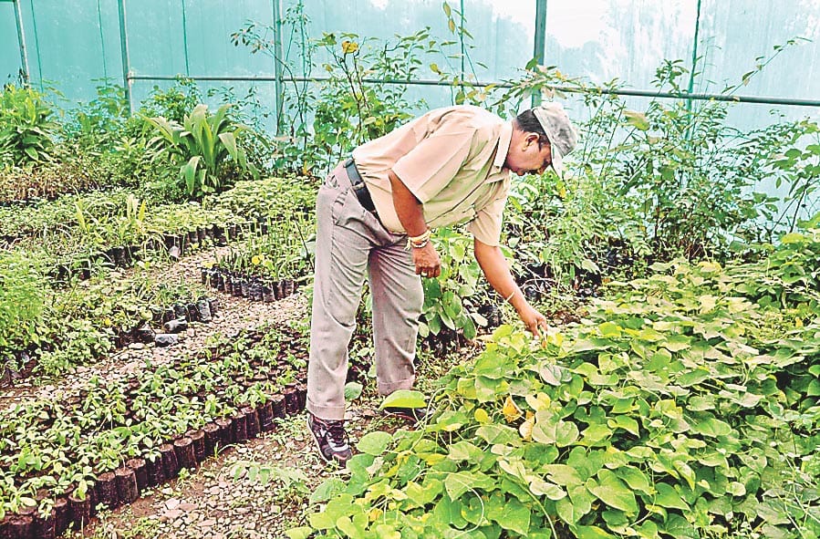 Infectious diseases away from the Medicinal Plant