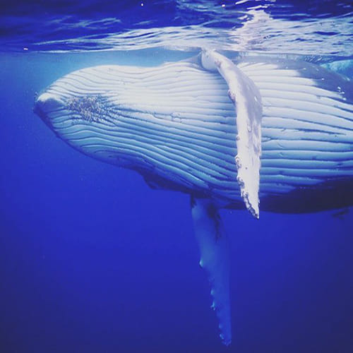 24 year old boy take a selfie with a whale 