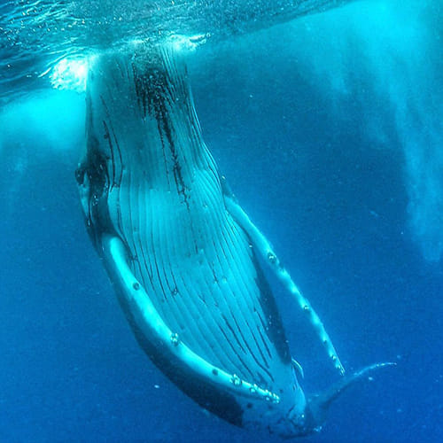 24 year old boy take a selfie with a whale 