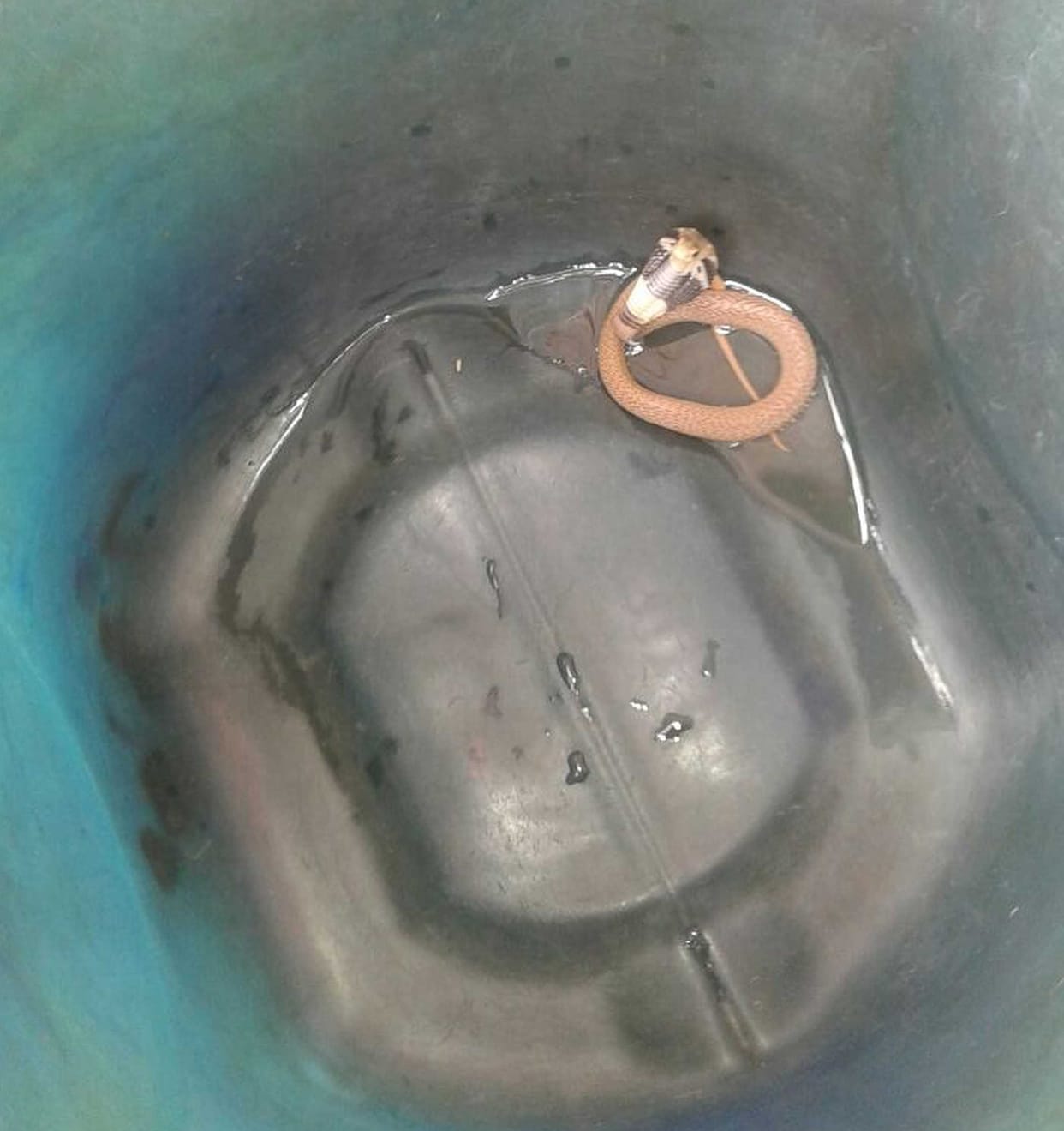 Rare snake found into bag