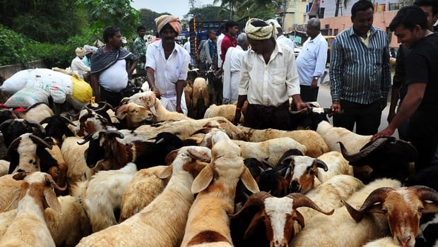 Bakri Eid: petition in Supreme Court to stop the sacrifice of animals
