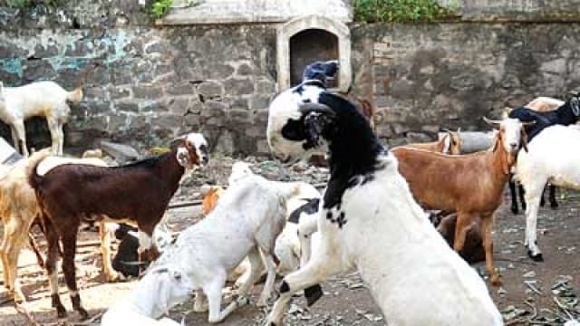bakrid in meerut