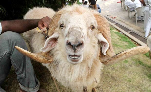 bakrid in meerut