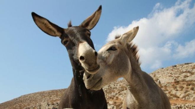 african country niger bans donkey export