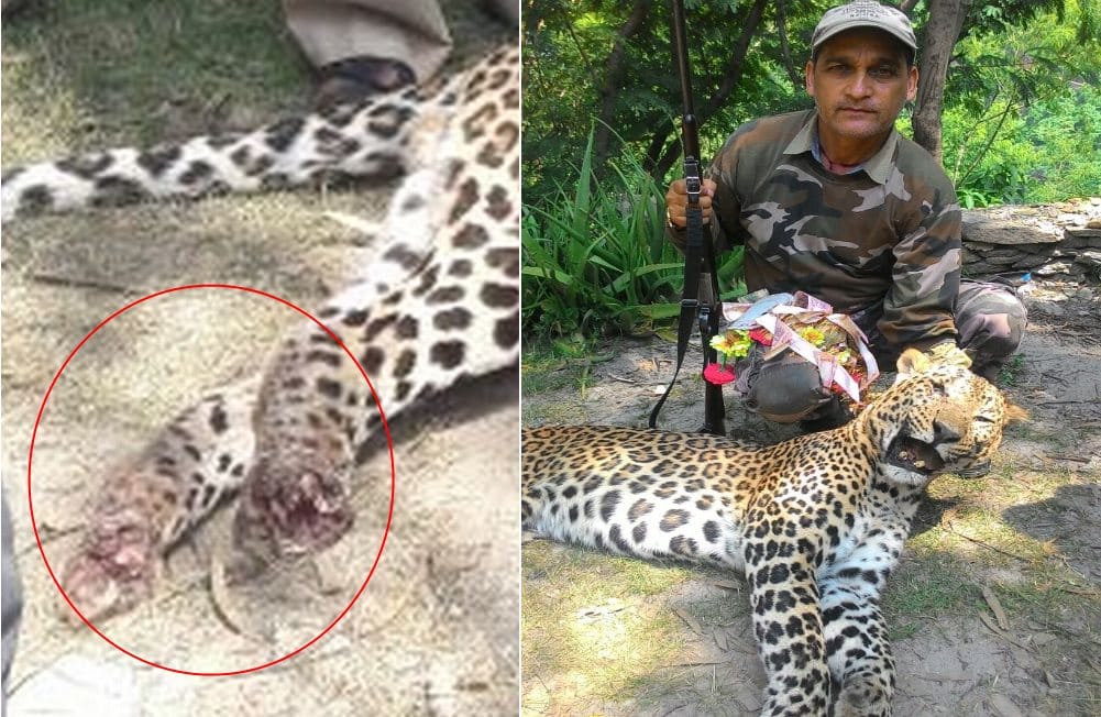 man eater leopard killed by hunter in devprayag.