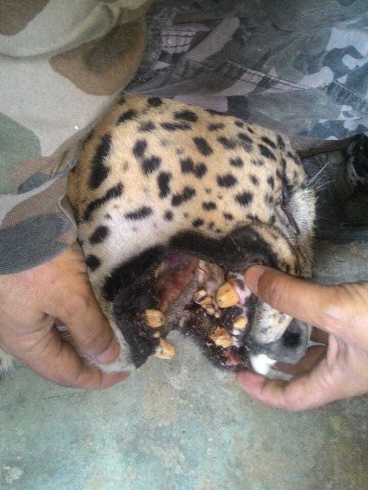man eater leopard killed by hunter in devprayag.