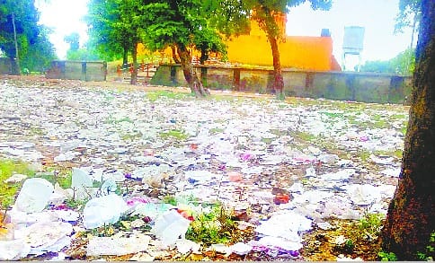 A dozen cattle dead