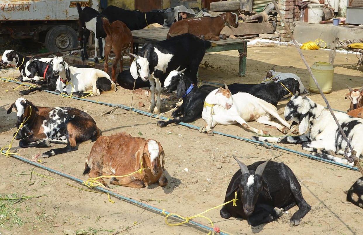 Start buying goats, market buzzing
