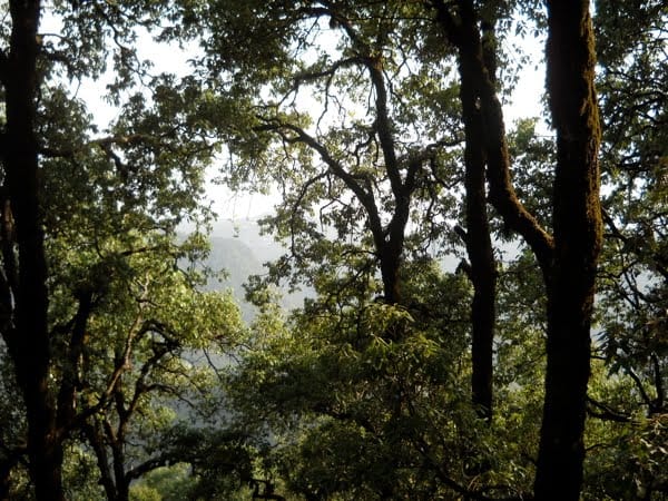 these people save greenery of uttarakhand