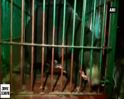 Watch: Forest officials tranquillise bear that strayed into residential area